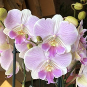 ORCHIDEA PHALAENOPSIS MANTA MALDIVES VASO 12CM