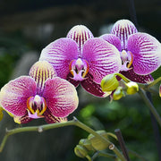 PHALENOPSIS IN VASO DA 9CM COLORI ASSORTITI