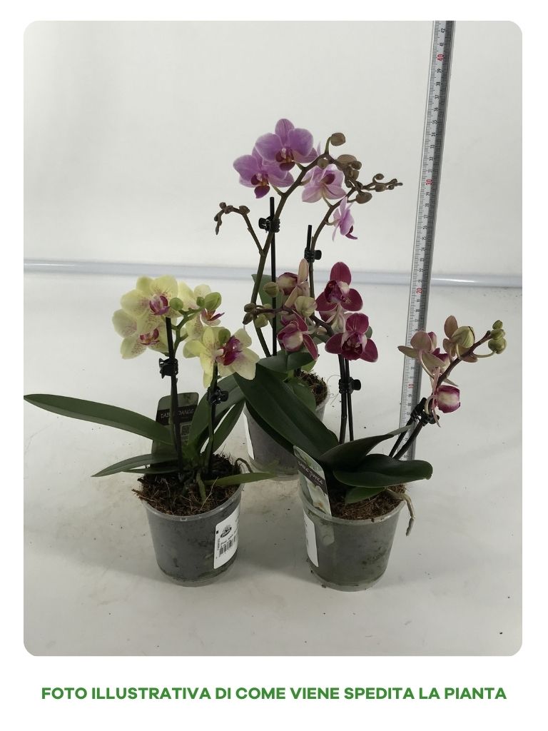 PHALENOPSIS IN VASO DA 9CM COLORI ASSORTITI