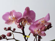 PHALENOPSIS TABLO COSMOPOLITAN IN VASO DA 12CM