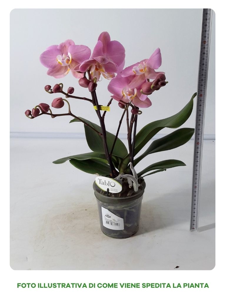PHALENOPSIS TABLO COSMOPOLITAN IN VASO DA 12CM