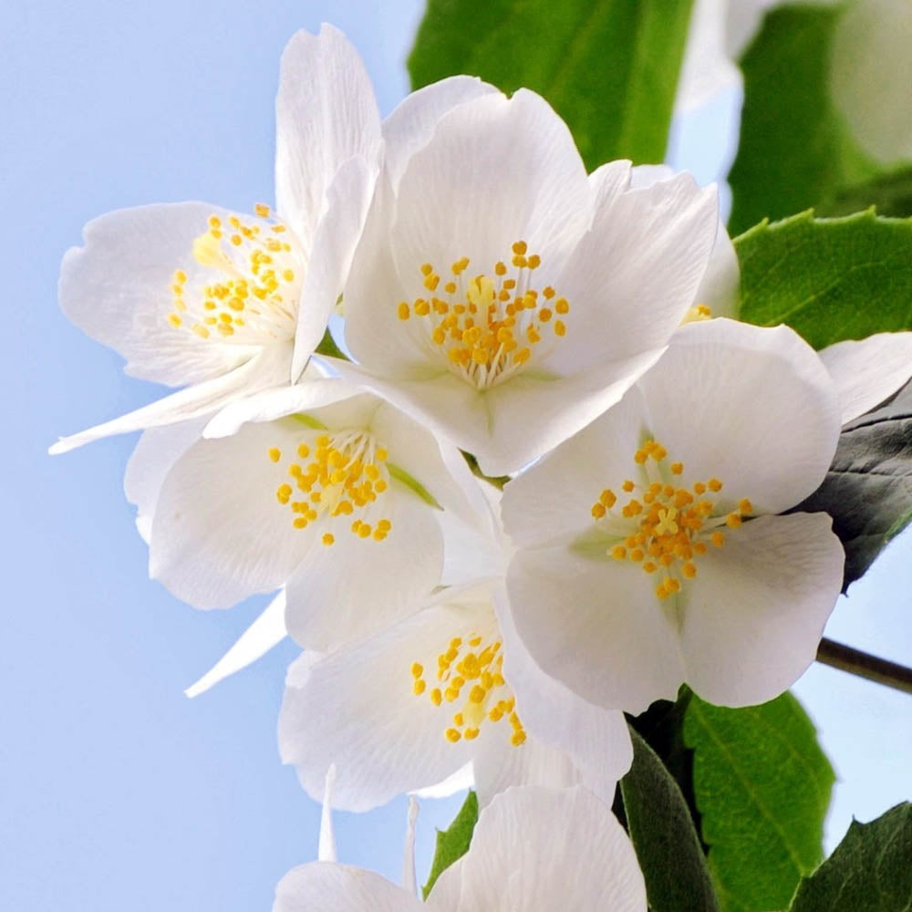PHILADELPHUS CORONARIUS IN VASO DA 17CM