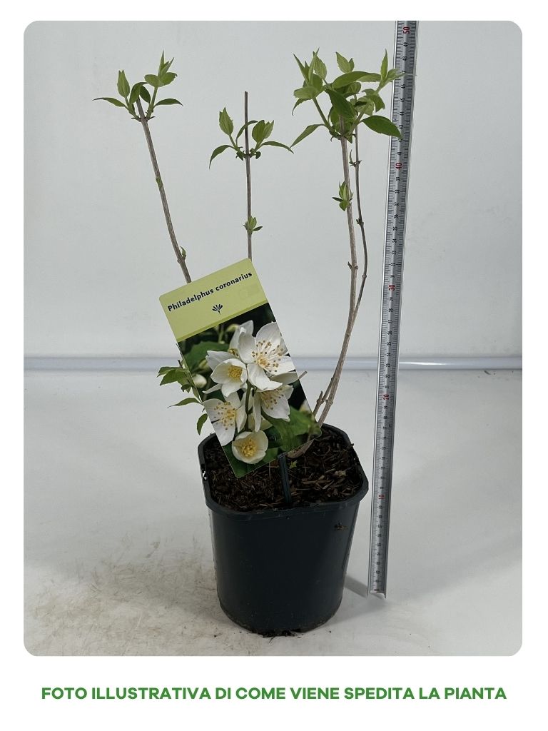 PHILADELPHUS CORONARIUS IN VASO DA 17CM