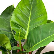 PHILODENDROM IMPERIAL GREEN IN CIOTOLINA DA 17CM