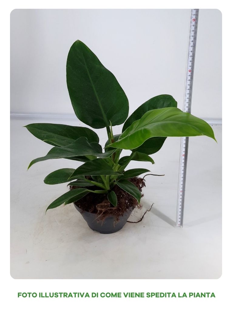 PHILODENDROM IMPERIAL GREEN IN CIOTOLINA DA 17CM