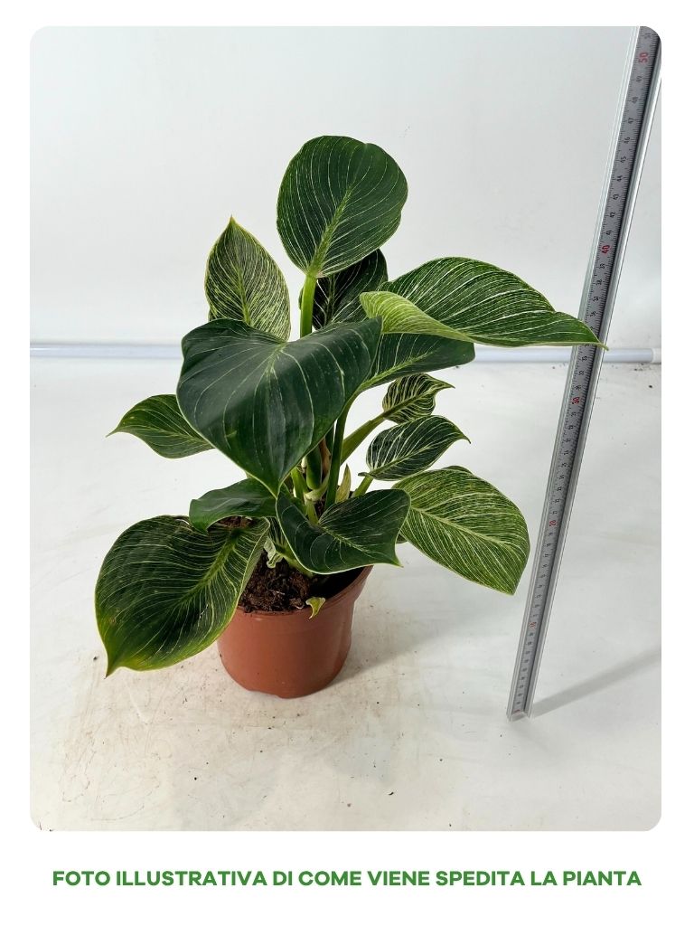 PHILODENDRON BIRKIN IN VASO DA 15CM