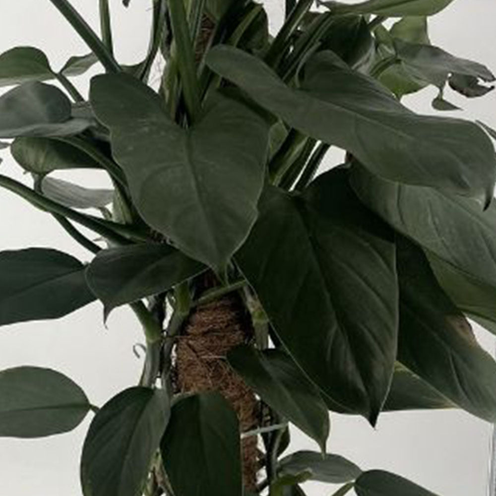 PHILODENDRON GREY VASO 19CM