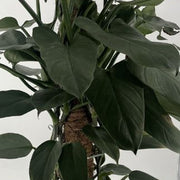 PHILODENDRON GREY VASO 19CM
