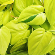 PHILODENDRON LEMON LIME IN CIOTOLA 17CM