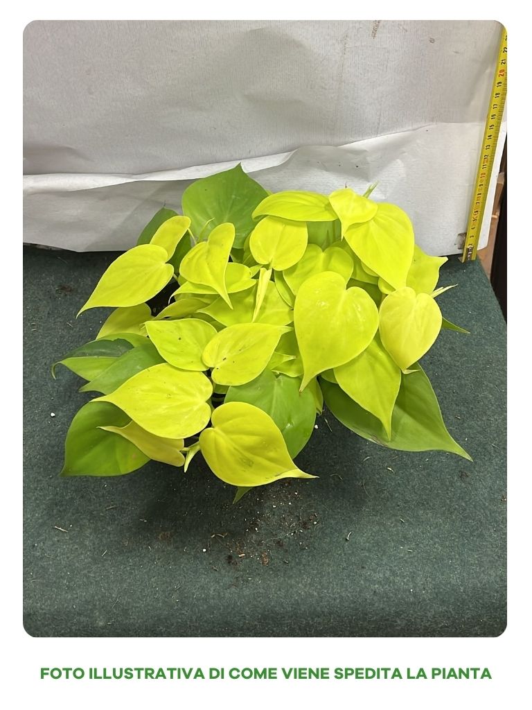 PHILODENDRON LEMON LIME IN CIOTOLA 17CM