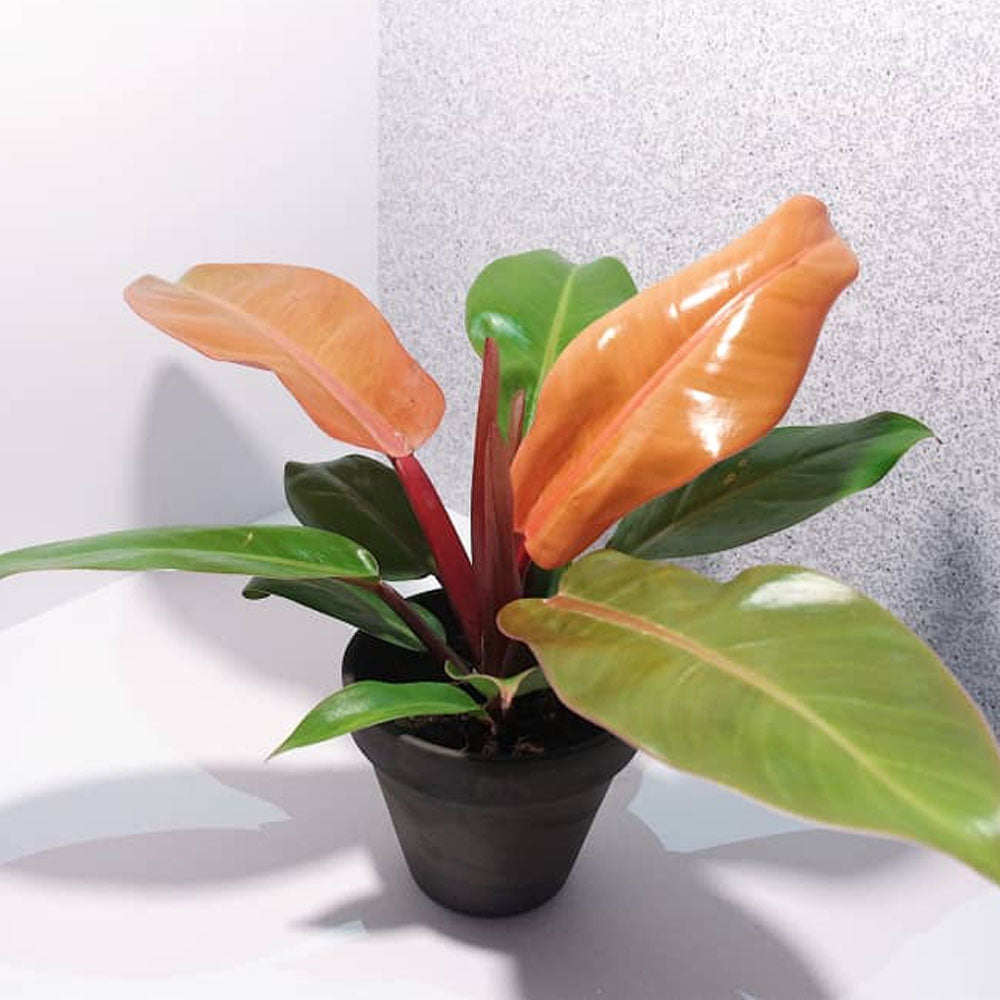 PHILODENDRON PRINCE OF ORANGE IN VASO 12CM