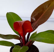 PHILODENDRON PRINCE OF ORANGE IN VASO DA 12CM
