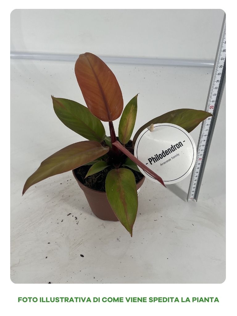 PHILODENDRON PRINCE OF ORANGE IN VASO 12CM