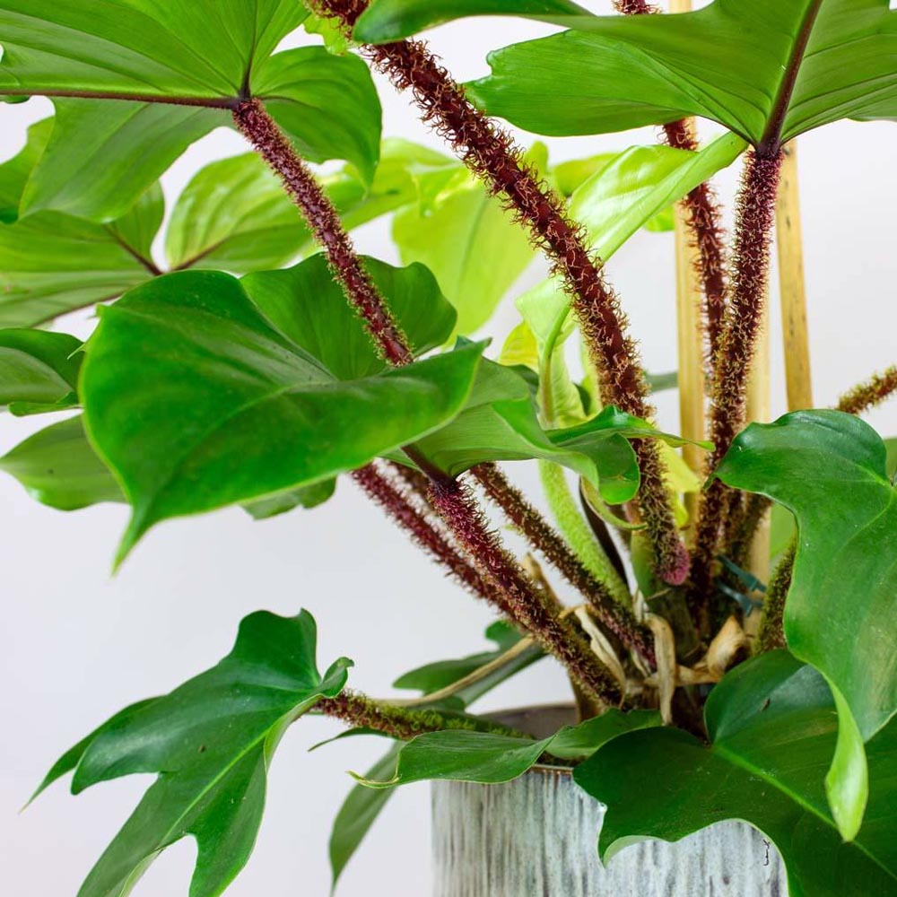PHILODENDRON SQUAMIFER IN VASO 12CM
