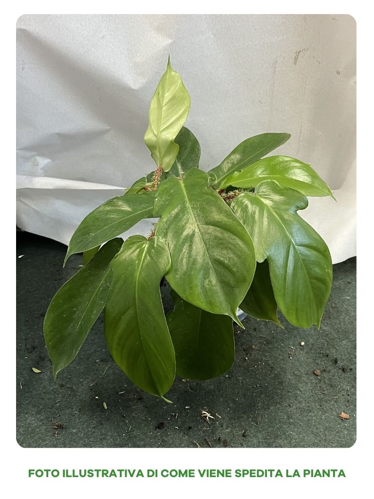 PHILODENDRON SQUAMIFER IN VASO 12CM