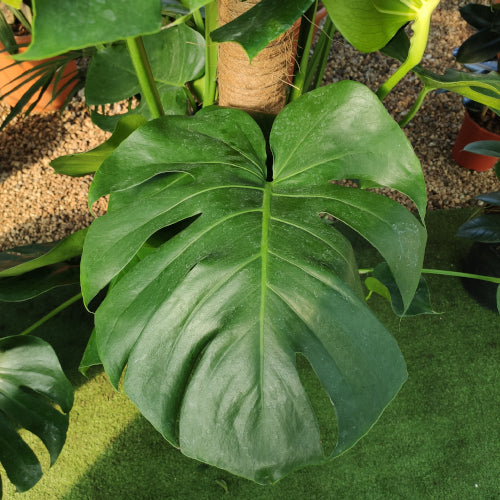 PHILODENDRON MONSTERA VASO 24CM