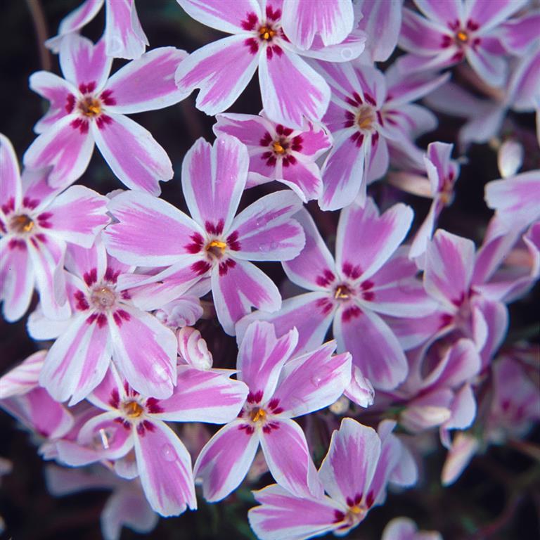 PHLOX SUBULATA KYMONO VASO 13CM