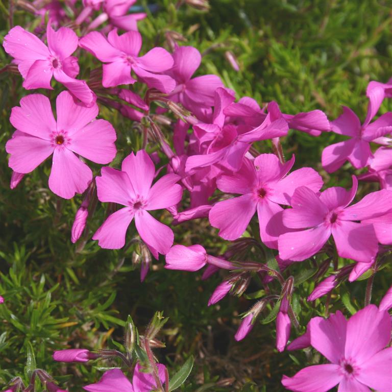 PHLOX SUBULATA  S.MCDANIELS CUSHION VASO 13CM