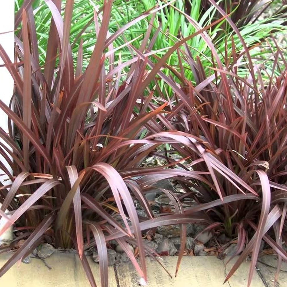 PHORMIUM BRONZE BABY VASO 13CM