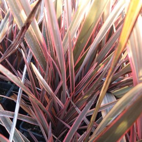 PHORMIUM SUNDOWNER VASO 13CM