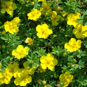 POTENTILLA FRUCTICOSA GIALLA KOBOLD VASO 18CM
