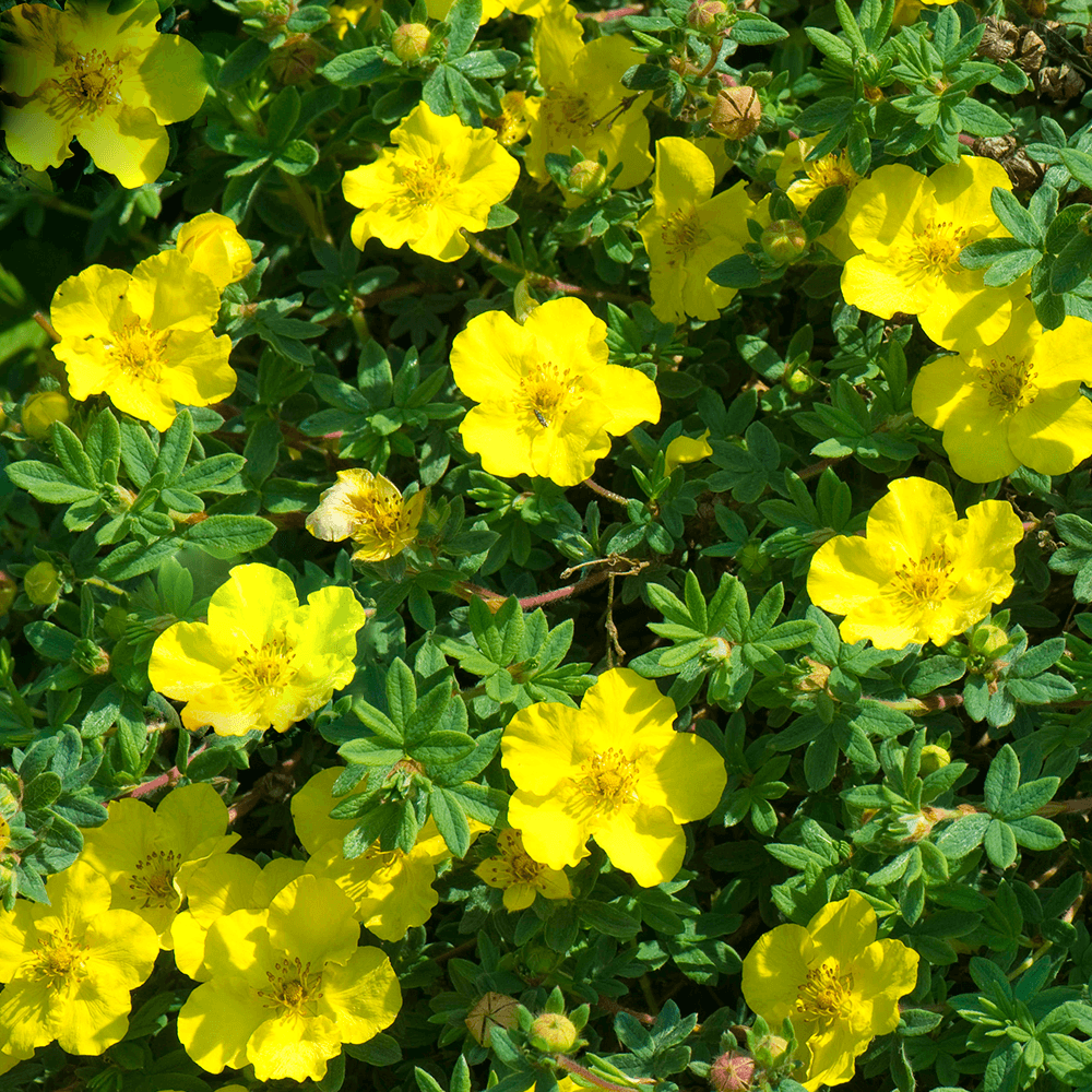 POTENTILLA FRUCTICOSA GIALLA KOBOLD VASO 18CM