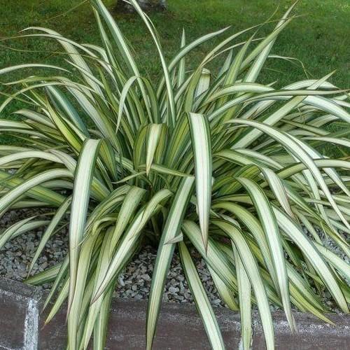 PHORMIUM CREAM DELIGHT VASO 13CM