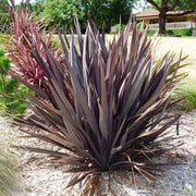 PHORMIUM TENAX PURPUREUM IN VASO 24CM