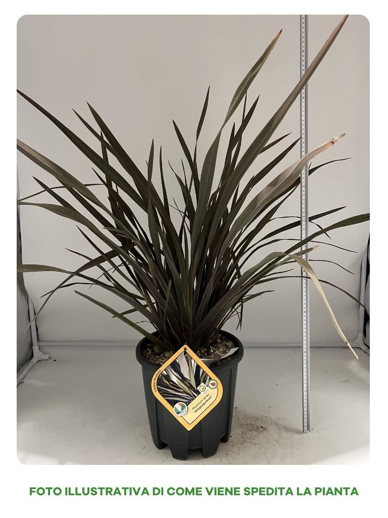 PHORMIUM TENAX PURPUREUM IN VASO 24CM