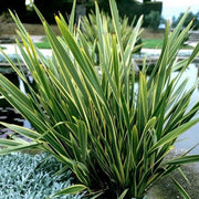 PHORMIUM TENAX VARIEGATUM IN VASO 24CM
