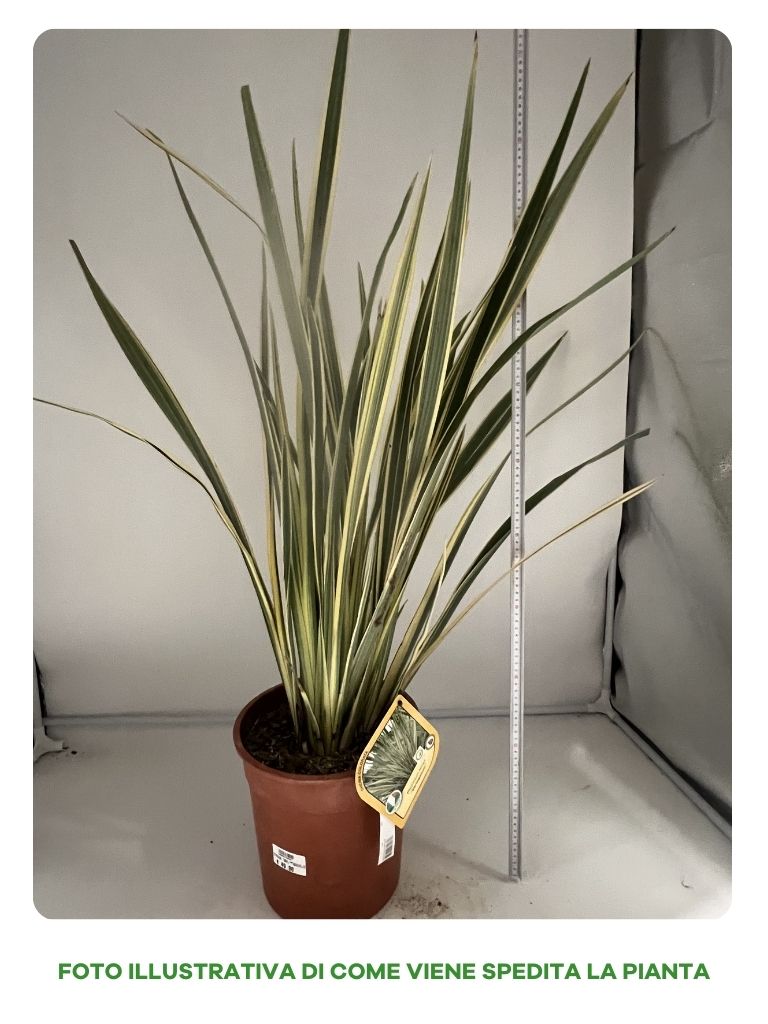 PHORMIUM TENAX VARIEGATUM IN VASO 24CM