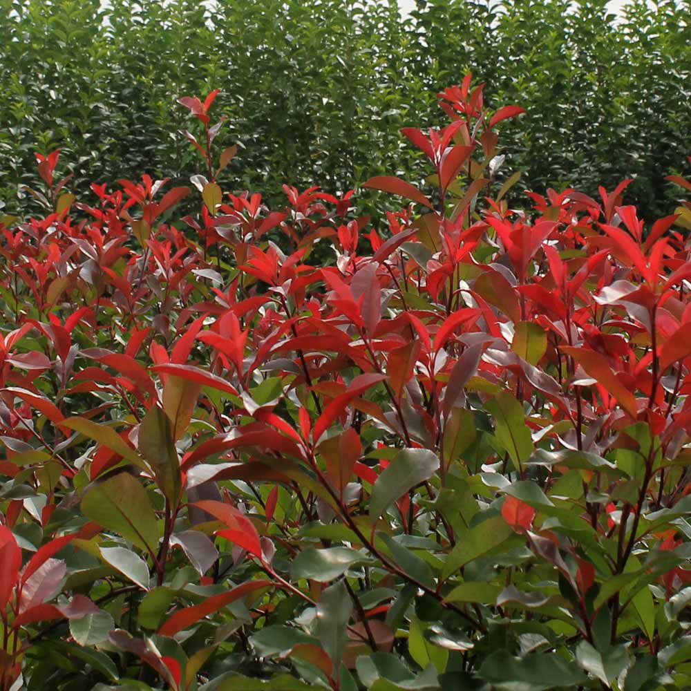PHOTINIA RED ROBIN DA SIEPE IN VASO 17CM
