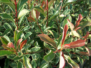 PHOTINIA VARIEGATA DA SIEPE IN VASO 12CM
