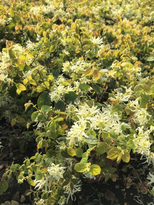 LOROPETALUM CHINENSE ANDRE' VASO 18CM