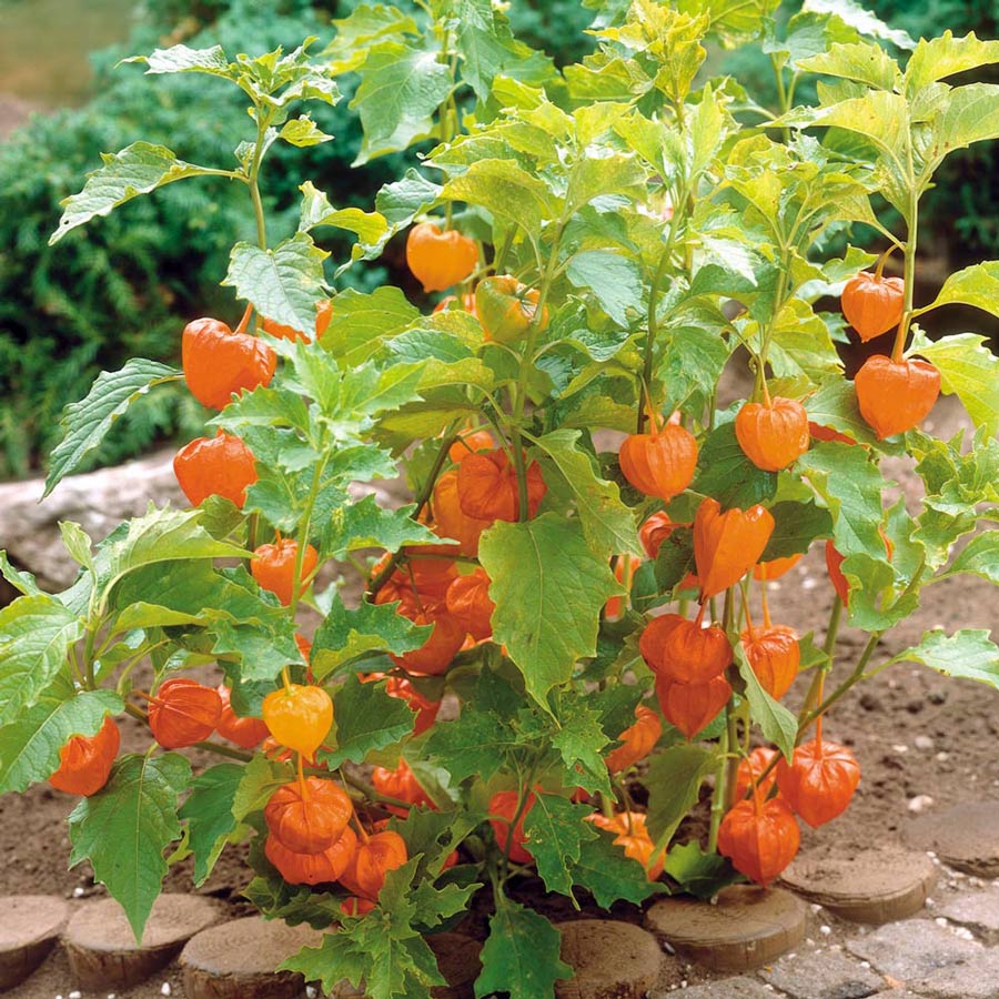 PHYSALIS PERUVIANA VASO 13CM