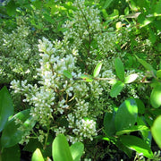 LIGUSTRUM TEXANUM VASO 16CM