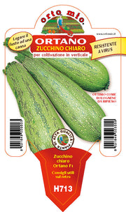 3 PIANTE IN VASO Ø10CM DI ZUCCHINO CHIARO RAMPICANTE