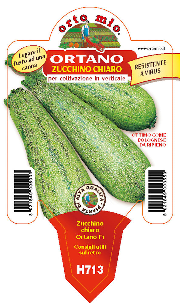3 PIANTE IN VASO Ø10CM DI ZUCCHINO CHIARO RAMPICANTE