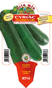 3 PIANTE IN VASO Ø10CM DI ZUCCHINO SCURO RAMPICANTE