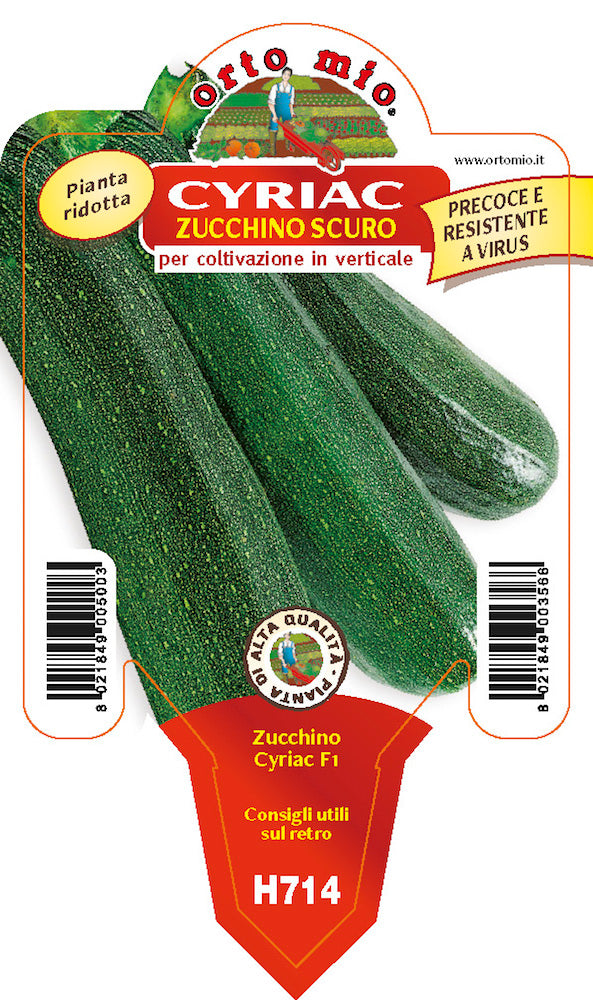 3 PIANTE IN VASO Ø10CM DI ZUCCHINO SCURO RAMPICANTE