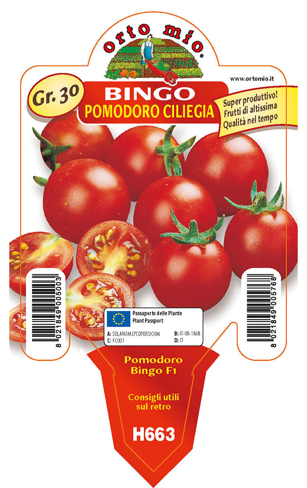 3 PIANTE IN VASO Ø10CM DI POMODORO CILIEGINO BINGO