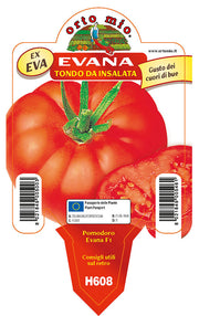 3 PIANTE IN VASO Ø 10CM DI POMODORO TONDO DA INSALATA EVANA