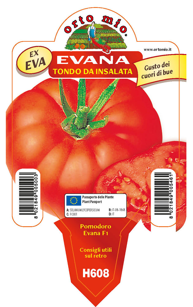3 PIANTE IN VASO Ø 10CM DI POMODORO TONDO DA INSALATA EVANA