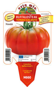 3 PIANTE IN VASO Ø10CM DI POMODORO GIGANTE BUFFALOSTEAK