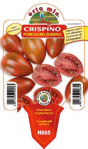 PIANTA DI POMODORO CRISPINO INNESTATO (IN VASO Ø14CM)