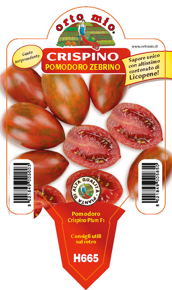PIANTA DI POMODORO CRISPINO INNESTATO (IN VASO Ø14CM)