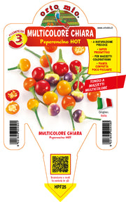 PIANTA DI PEPERONCINO MULTICOLORE CHIARA (IN VASO Ø 14CM)