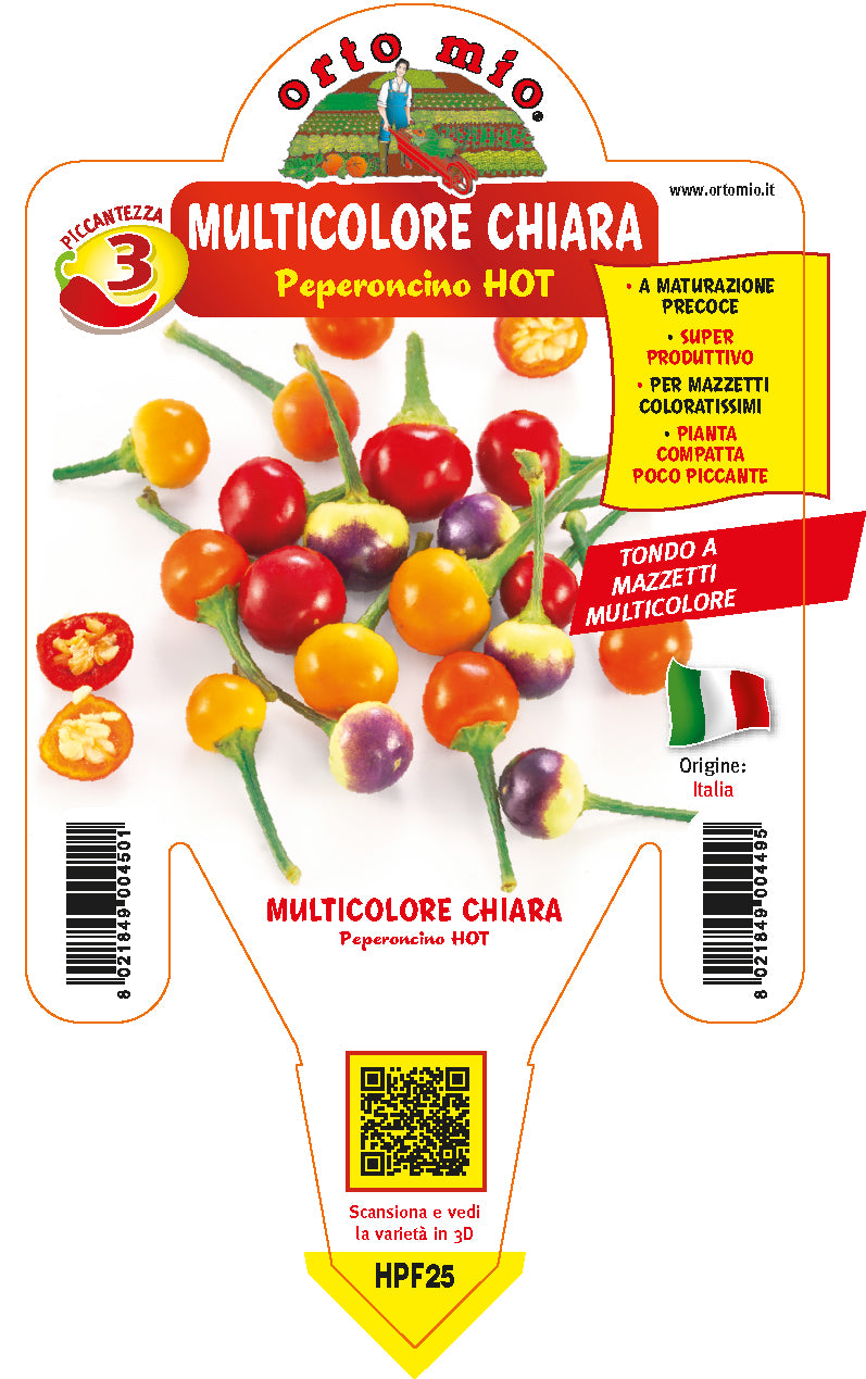 PIANTA DI PEPERONCINO MULTICOLORE CHIARA (IN VASO Ø 14CM)