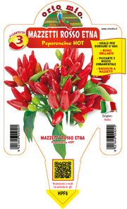 PIANTA DI PEPERONCINO MAZZETTI ROSSO ETNA (IN VASO Ø 14CM)