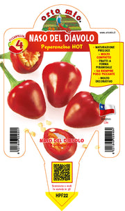 PIANTA DI PEPERONCINO PANCHO (IN VASO Ø 14CM)